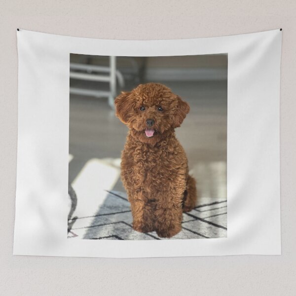 Item preview, Beautiful Brown Poodle Dog Sitting designed and sold by VanGaldo.