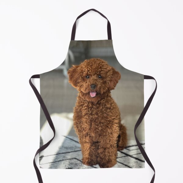 Item preview, Beautiful Brown Poodle Dog Sitting designed and sold by VanGaldo.