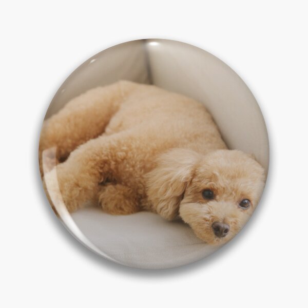 Item preview, Adorable Poodle Dog on the Couch designed and sold by VanGaldo.