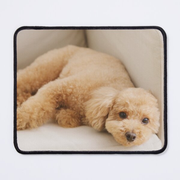 Item preview, Adorable Poodle Dog on the Couch designed and sold by VanGaldo.
