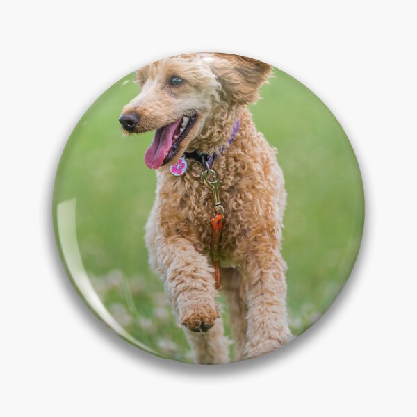 Item preview, Poodle Dog Loves Running designed and sold by VanGaldo.