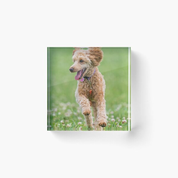 Item preview, Poodle Dog Loves Running designed and sold by VanGaldo.