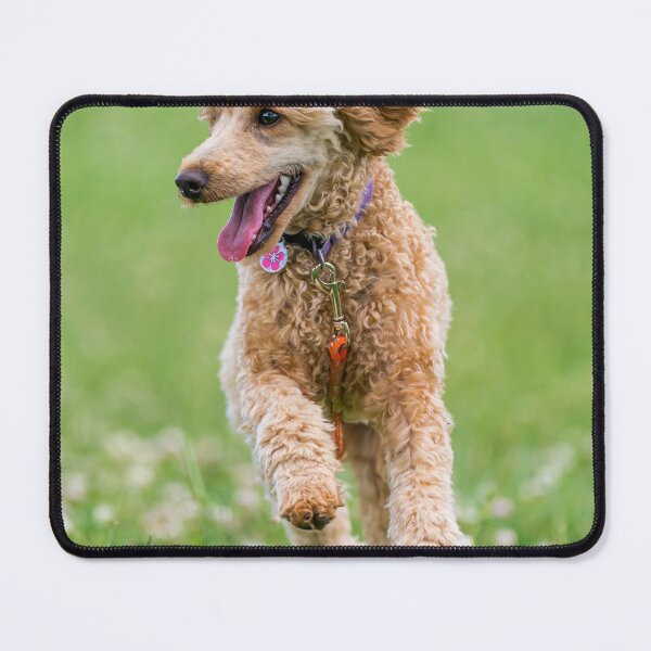 Item preview, Poodle Dog Loves Running designed and sold by VanGaldo.