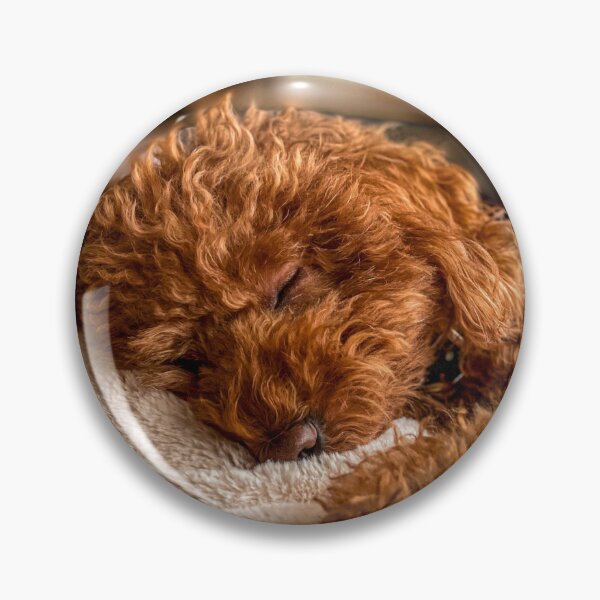 Item preview, Cute Poodle Dog Sleeping designed and sold by VanGaldo.