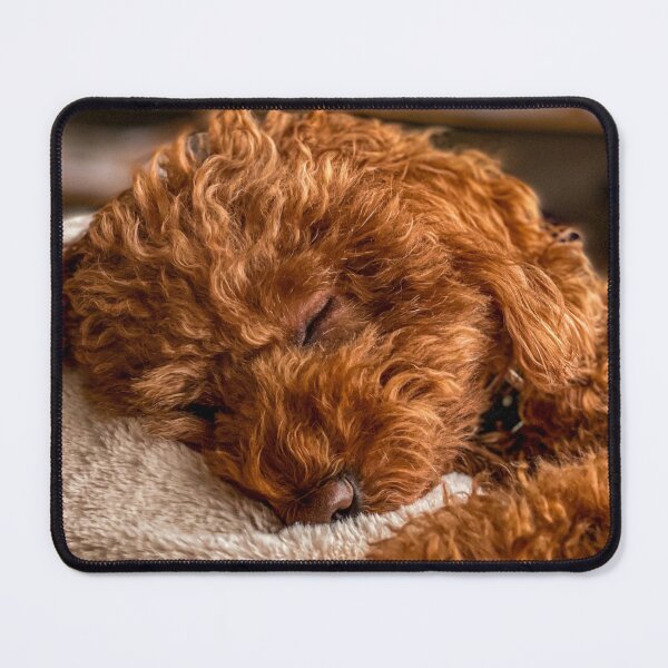 Item preview, Cute Poodle Dog Sleeping designed and sold by VanGaldo.