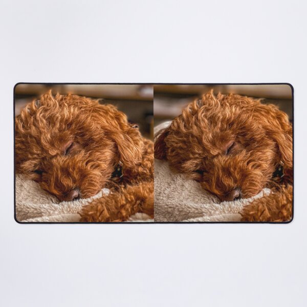 Item preview, Cute Poodle Dog Sleeping designed and sold by VanGaldo.