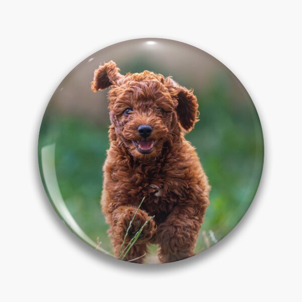 Item preview, Cute Poodle Puppy Running  designed and sold by VanGaldo.