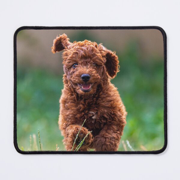 Item preview, Cute Poodle Puppy Running designed and sold by VanGaldo.