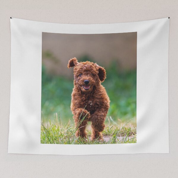 Item preview, Cute Poodle Puppy Running  designed and sold by VanGaldo.