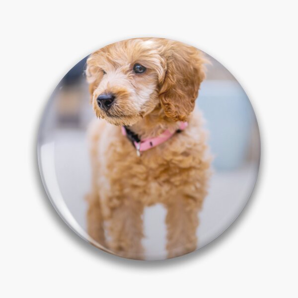 Item preview, Poodle Puppy Observing the Snow designed and sold by VanGaldo.