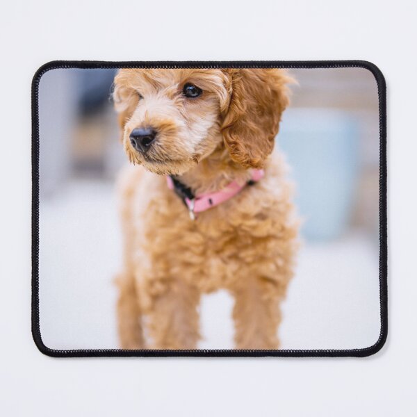 Item preview, Poodle Puppy Observing the Snow designed and sold by VanGaldo.