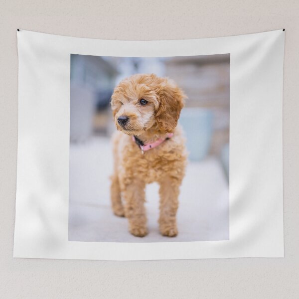 Item preview, Poodle Puppy Observing the Snow designed and sold by VanGaldo.