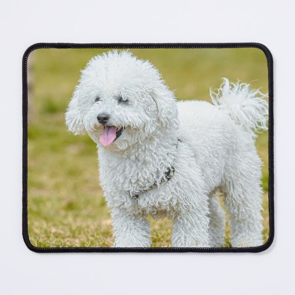 Item preview, White Poodle Dog Walking Around the Yard designed and sold by VanGaldo.