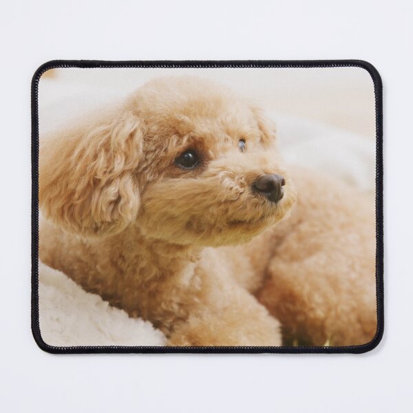 Item preview, Poodle Puppy Loves Pillow designed and sold by VanGaldo.