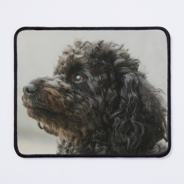 Item preview, Sideview Portrait of Poodle Dog designed and sold by VanGaldo.