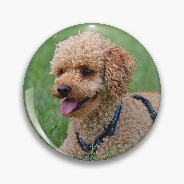 Item preview, Poodle Dog Relaxing after Playing designed and sold by VanGaldo.