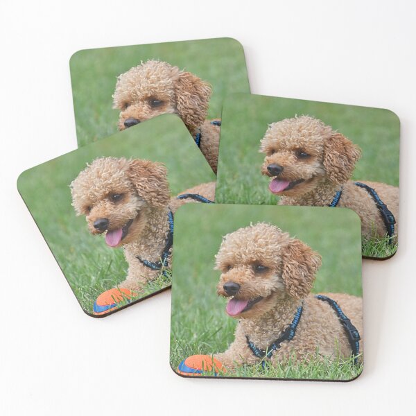 Item preview, Poodle Dog Relaxing after Playing designed and sold by VanGaldo.