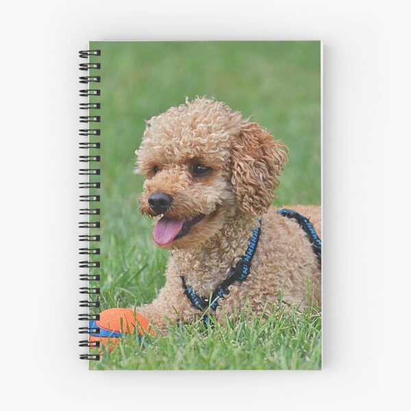 Item preview, Poodle Dog Relaxing after Playing designed and sold by VanGaldo.