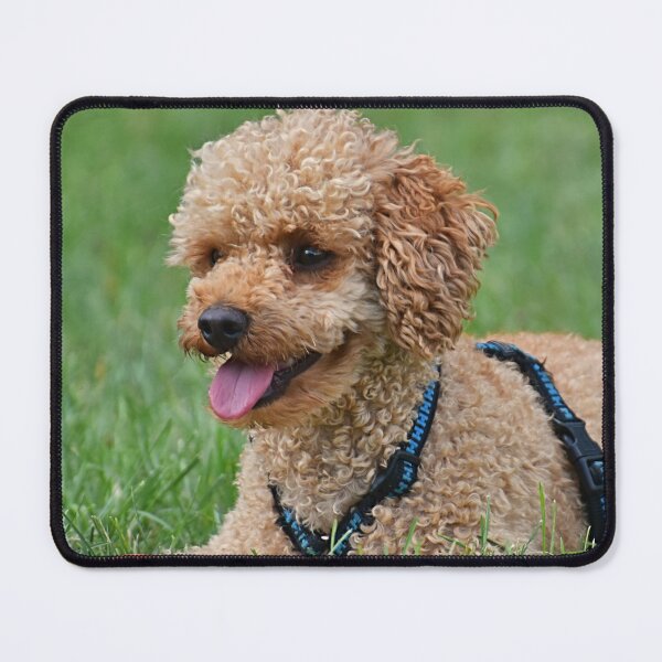Item preview, Poodle Dog Relaxing after Playing designed and sold by VanGaldo.