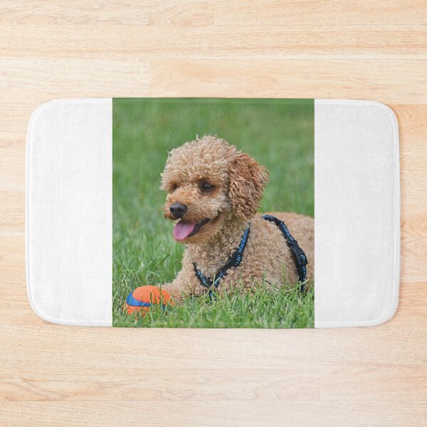Item preview, Poodle Dog Relaxing after Playing designed and sold by VanGaldo.
