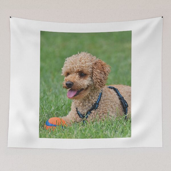 Item preview, Poodle Dog Relaxing after Playing designed and sold by VanGaldo.