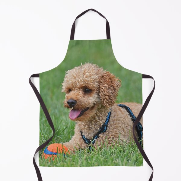 Item preview, Poodle Dog Relaxing after Playing designed and sold by VanGaldo.
