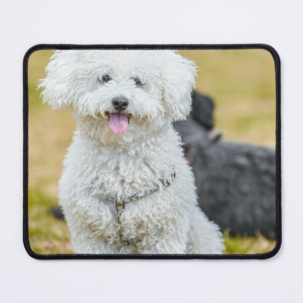 Item preview, Adorable Poodle Dog Chilling designed and sold by VanGaldo.