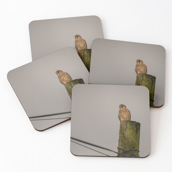 Item preview, Female Kestrel perched on Telegraph pole designed and sold by CEastwoodPhotos.