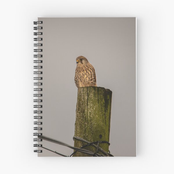 Item preview, Female Kestrel perched on Telegraph pole designed and sold by CEastwoodPhotos.
