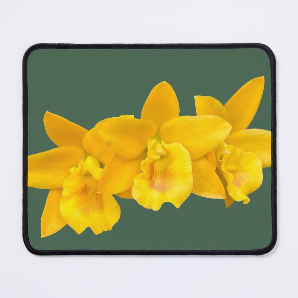 Item preview, Vibrant Yellow Orchid Trio,Tropical Gold Orchid Photography,cattleya, oncidium, dendrobium designed and sold by PorRayong.