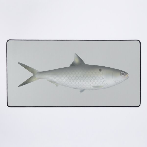 Item preview, Hilsa Shad designed and sold by fishfolkart.