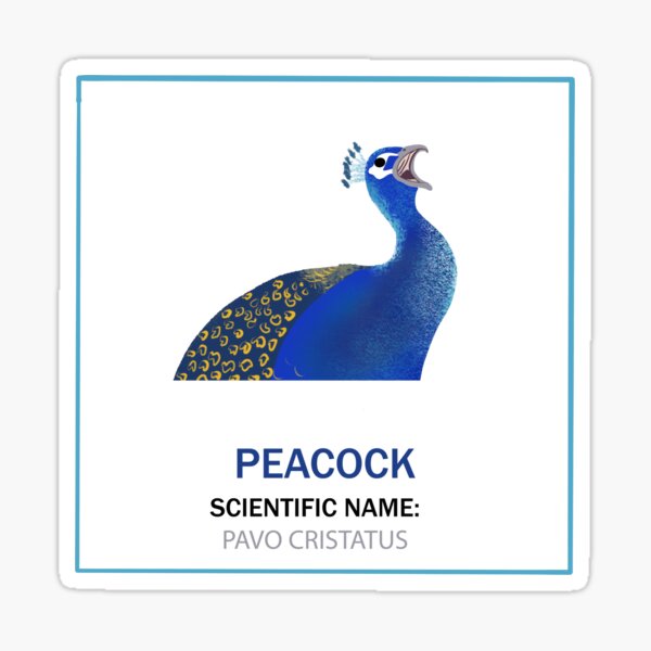 Item preview, Peacock - Fowl Words Series designed and sold by Adrienne Price Art.