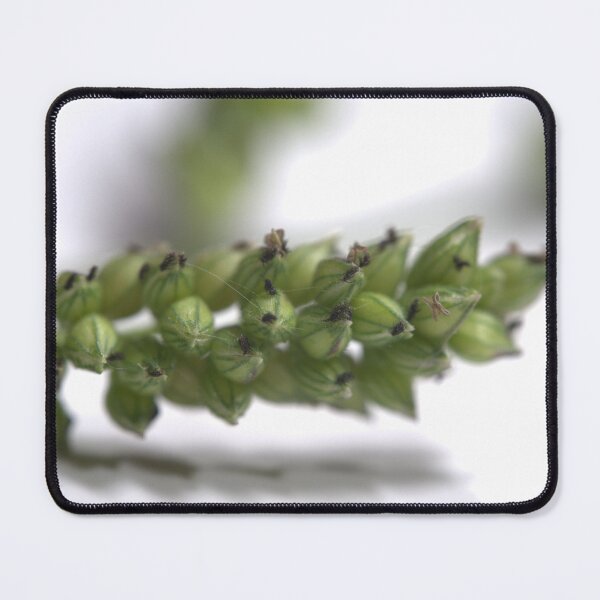 Item preview, Grass Inflorescence Under the Microscope (Studio White) designed and sold by Petalgrain.