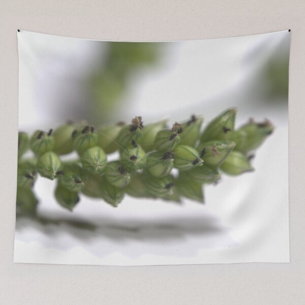 Item preview, Grass Inflorescence Under the Microscope (Studio White) designed and sold by Petalgrain.