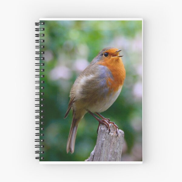 Item preview, Beautiful Robin bird full of character  designed and sold by Ribster13.