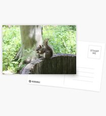 Pleasssse take my picture Postcards