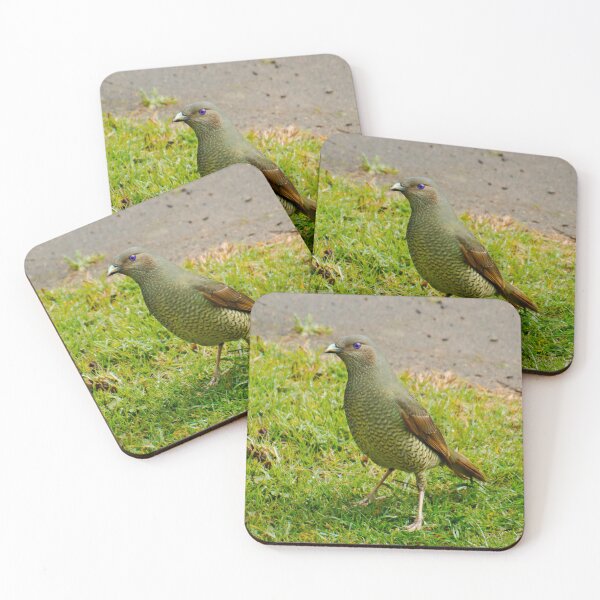 Item preview, BOWERBIRD ~ Satin Bowerbird (f) DJIN4FN34DH by David Irwin designed and sold by tasmanianartist.