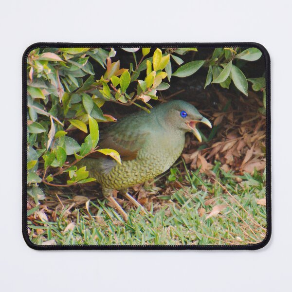 Item preview, BOWERBIRD ~ Satin Bowerbird (f) DJIYVRRW4XE by David Irwin designed and sold by tasmanianartist.