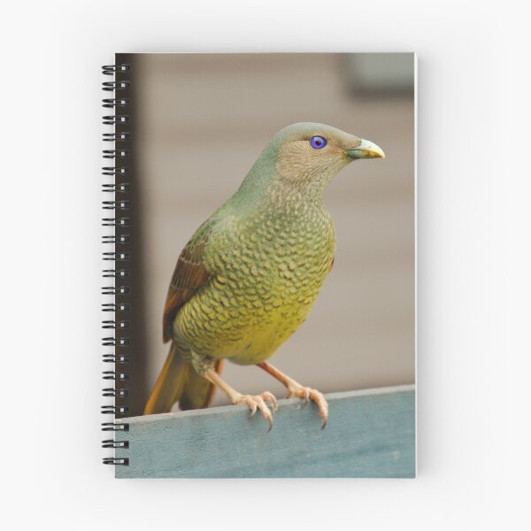 Item preview, BOWERBIRD ~ Satin Bowerbird (f) DJIAAUKMH7W by David Irwin designed and sold by tasmanianartist.