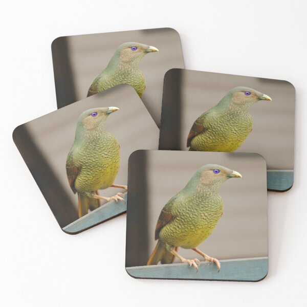 Item preview, BOWERBIRD ~ Satin Bowerbird (f) DJIAAUKMH7W by David Irwin designed and sold by tasmanianartist.