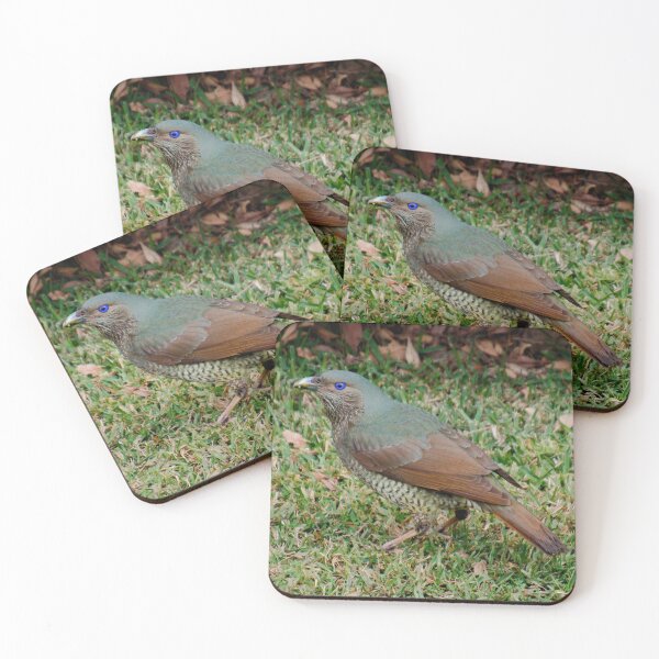 Item preview, BOWERBIRD ~ Satin Bowerbird (f) DJI7XJFH9EG by David Irwin designed and sold by tasmanianartist.