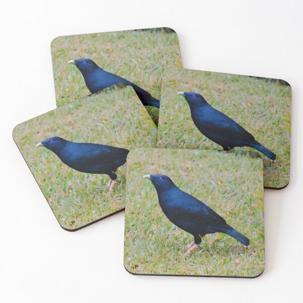 Item preview, BOWERBIRD ~ Satin Bowerbird (m) DJIN2J8656T by David Irwin designed and sold by tasmanianartist.