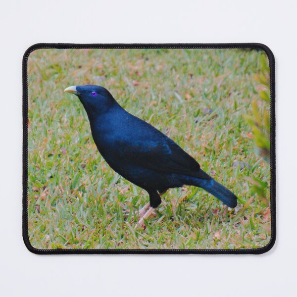 Item preview, BOWERBIRD ~ Satin Bowerbird (m) DJIN2J8656T by David Irwin designed and sold by tasmanianartist.