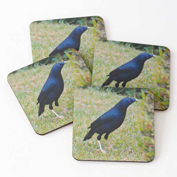 Item preview, BOWERBIRD ~ Satin Bowerbird (m) DJI9EUX3HFX by David Irwin designed and sold by tasmanianartist.