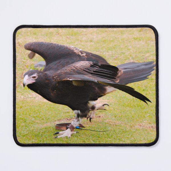 Item preview, RAPTOR ~ Wedge-tailed Eagle DJI2RE84DZQ by David Irwin designed and sold by tasmanianartist.