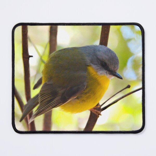 Item preview, ROBIN ~ Yellow Robin DJIYPP253KR by David Irwin designed and sold by tasmanianartist.