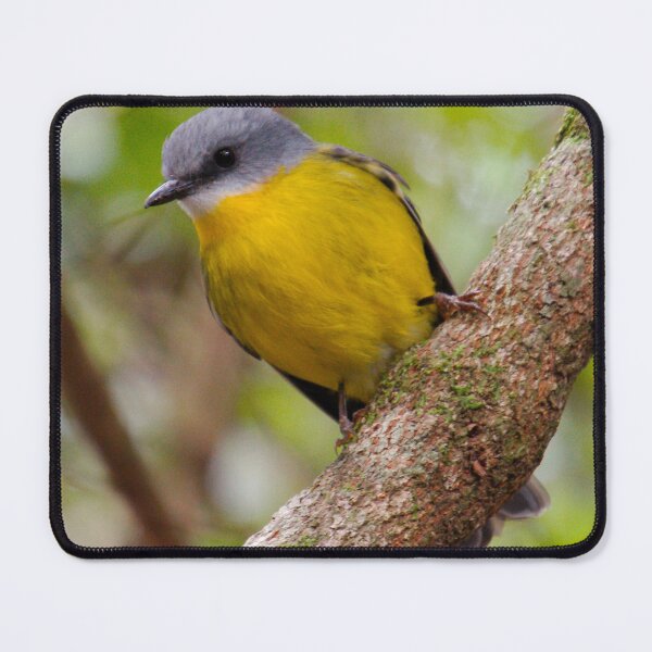 Item preview, ROBIN ~ Yellow Robin DJILPQJYADT by David Irwin designed and sold by tasmanianartist.
