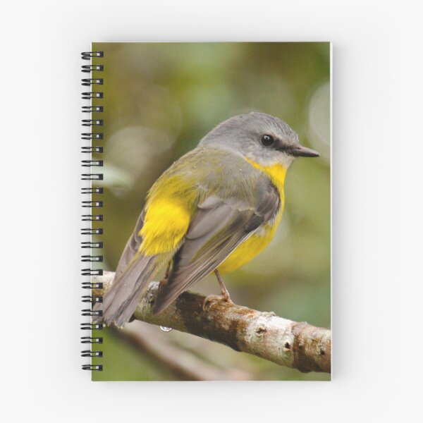 Item preview, ROBIN ~ Yellow Robin DJI7TE7GM6F by David Irwin designed and sold by tasmanianartist.