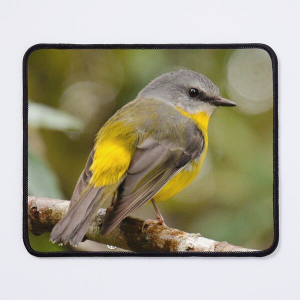 Item preview, ROBIN ~ Yellow Robin DJI7TE7GM6F by David Irwin designed and sold by tasmanianartist.