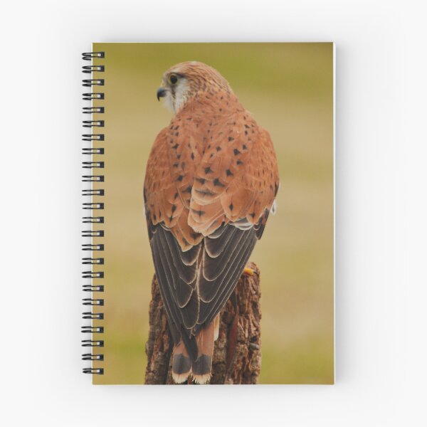 Item preview, RAPTOR ~ Nankeen Kestrel DJIUVXDVWJV by David Irwin designed and sold by tasmanianartist.